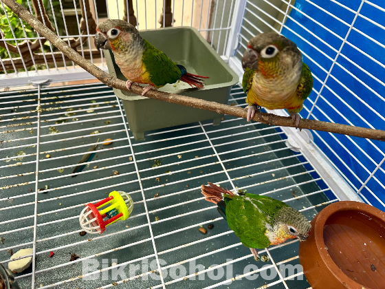 Green Cheek Conure Baby
